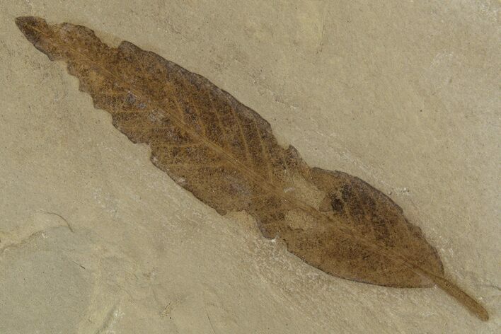 Fossil Leaf (Cedrelospermum) - Green River Formation, Utah #334316